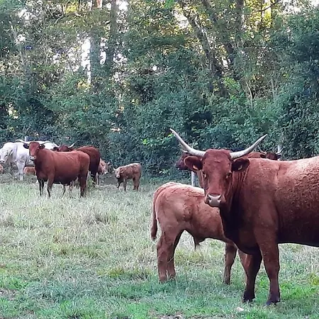 Πανσιόν La Menagerie
