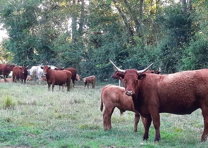 Pensjonat La Menagerie